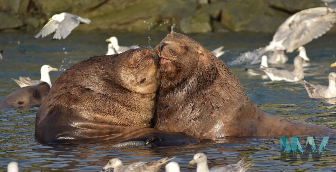 Two large brown sea lions nuzzle each other in the water, surrounded by numerous seagulls flying and swimming, with a rocky shore in the background