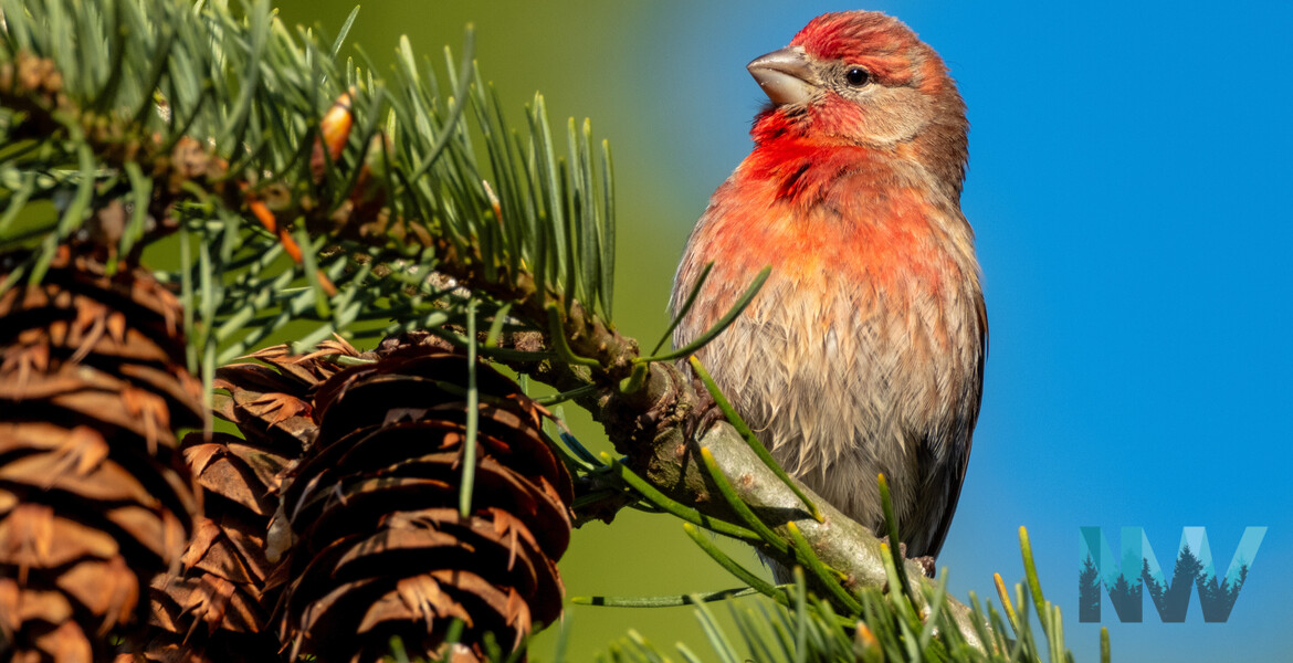 A male House Finch with bright red plumage on its head and chest is perched on a conifer branch with pinecones, against a blue sky.