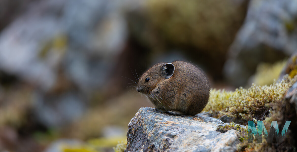 A pika standing watch