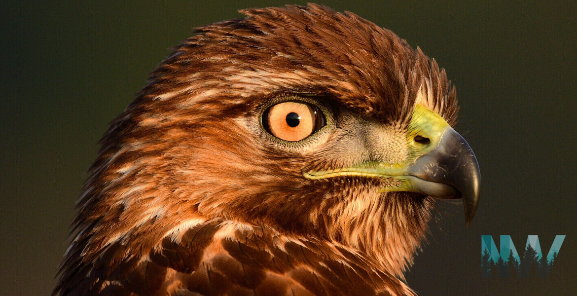 Red-tailed hawk beautifully lit by the late afternoon sunset.