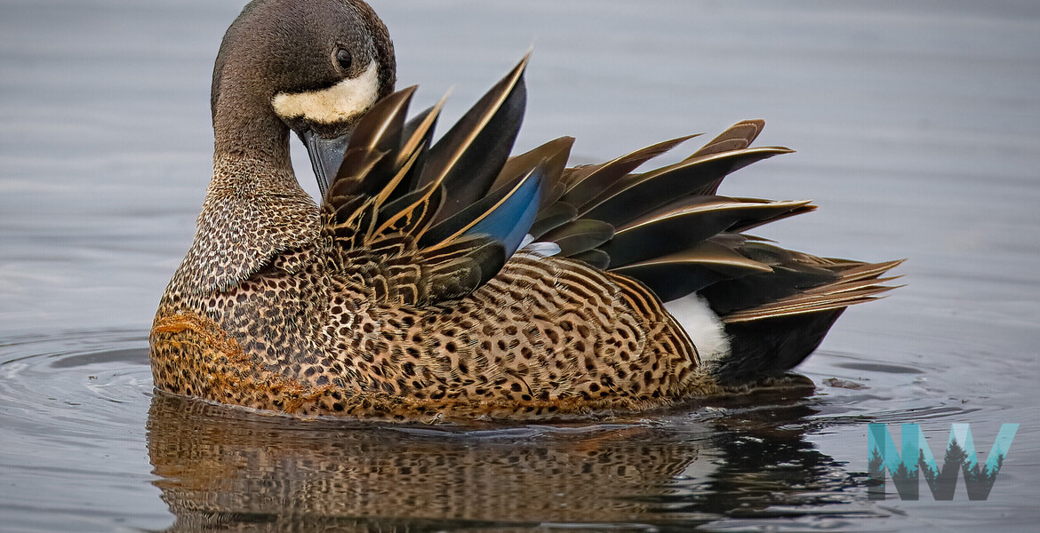Blue-winged Teal