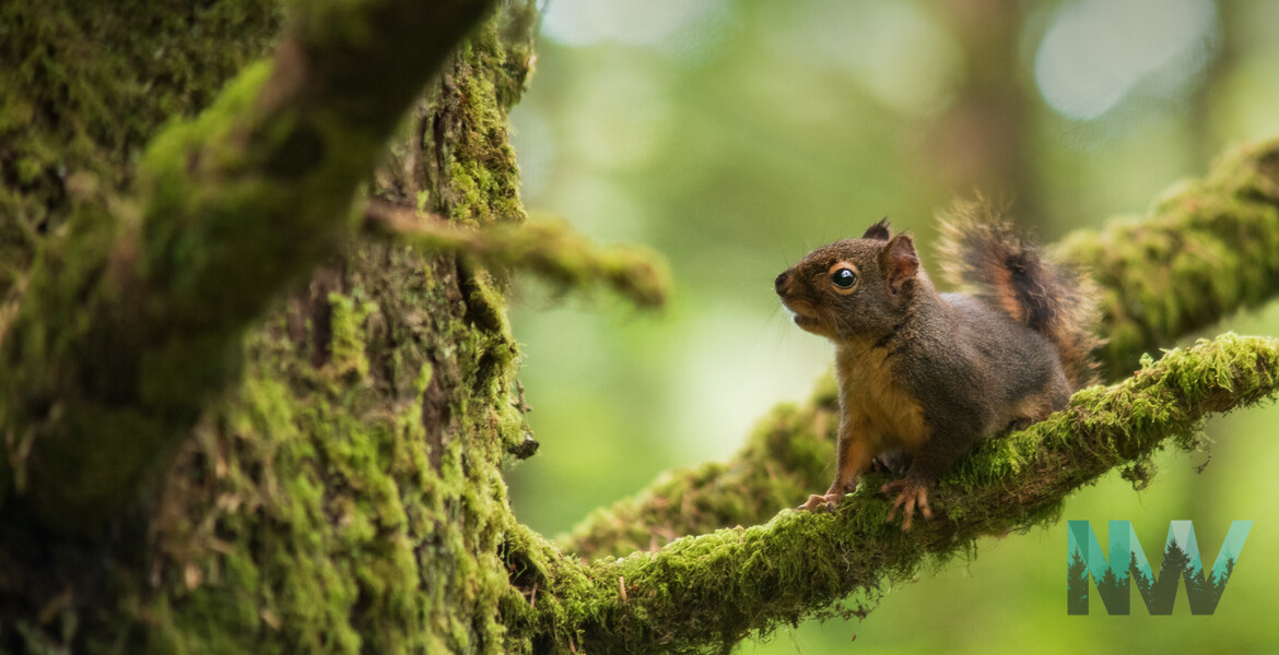 A little red squirrel on the Oregon Coast.