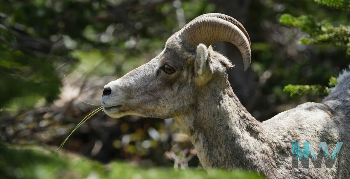 A female bighorn sheep nibbles on beargrass.