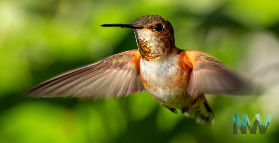 Springtime hummingbird.