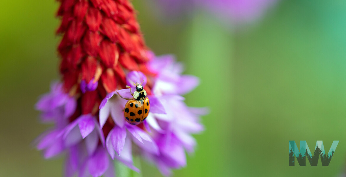 Ladybug on Orchid Primrose