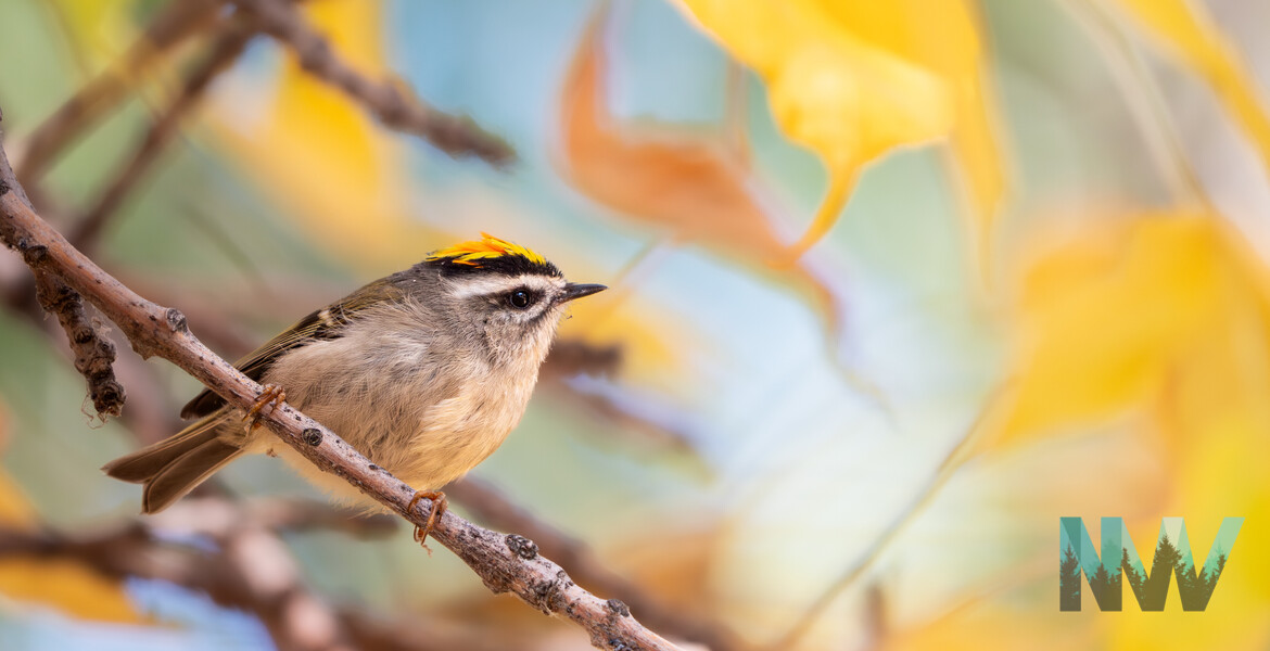 Kinglets can have some of the most stunning crowns. The matching fall leaves gave a fun richness to the shot.