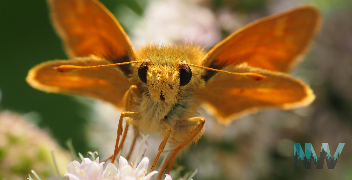 Skipper on Mint