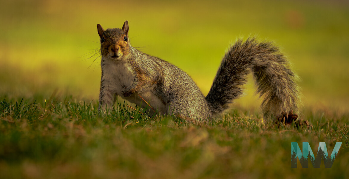 Bright-Eyed and Bushy-Tailed
