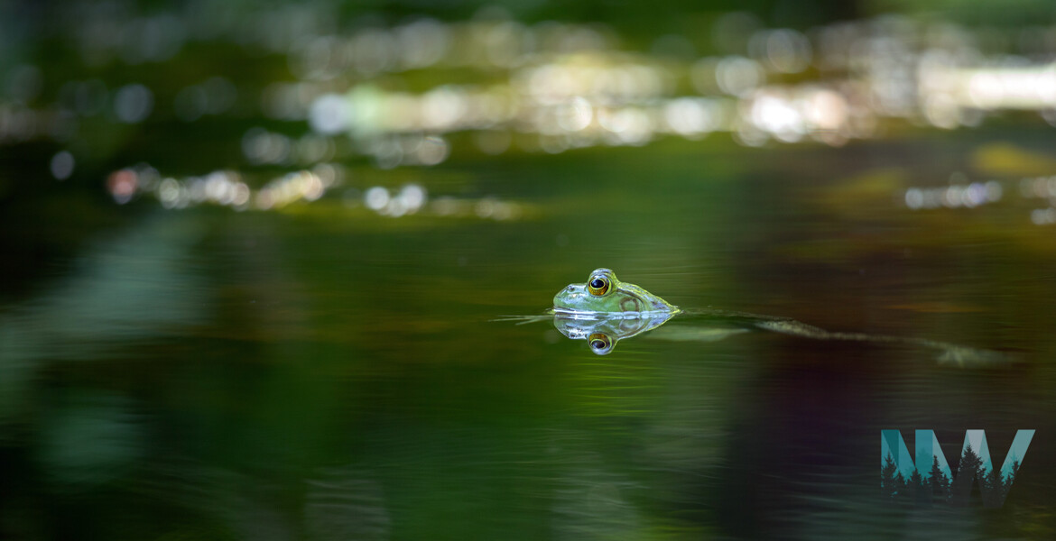Frog in a Pond