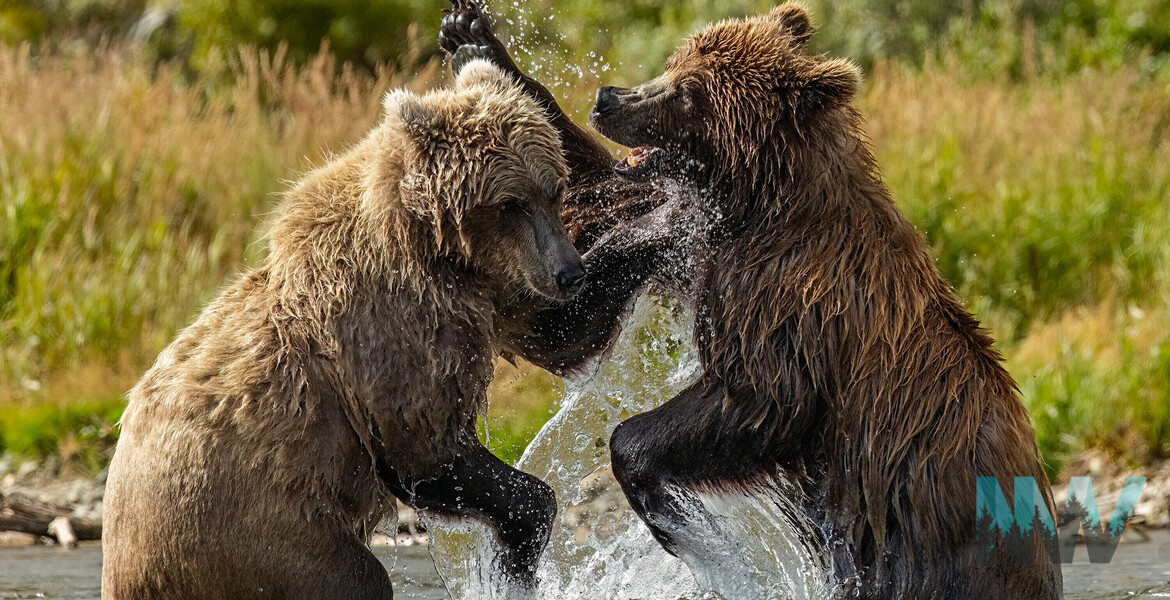 Brown Bear Siblings Playing