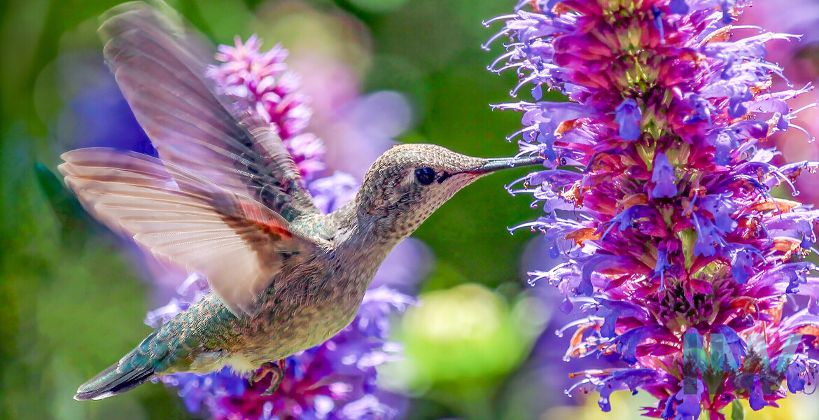 Hummingbird Heaven