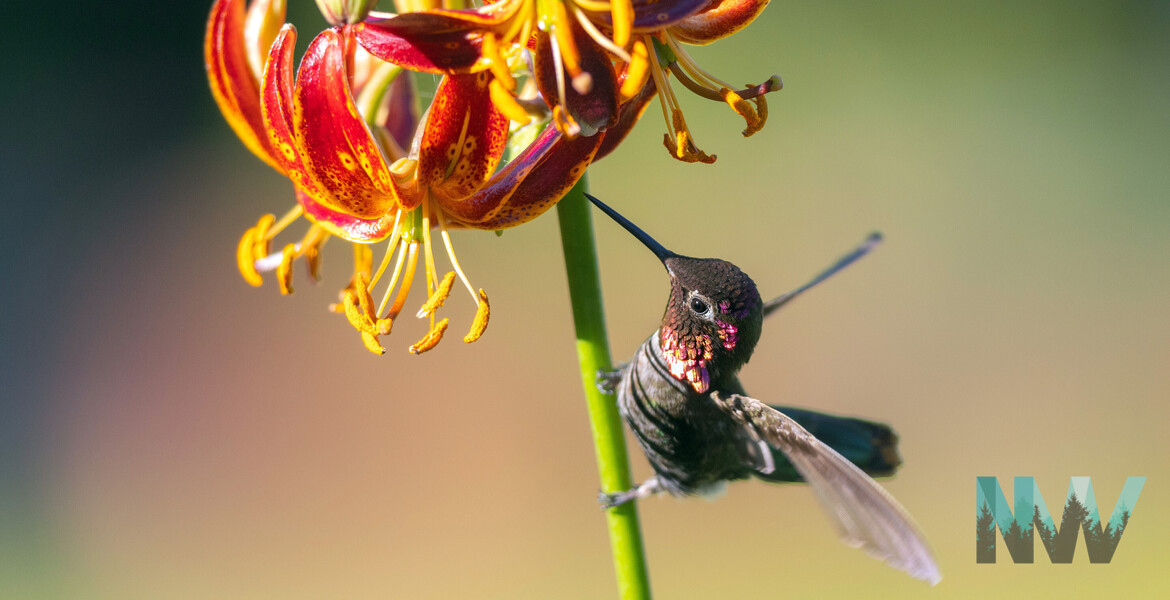 Anna's Hummingbird on Lily