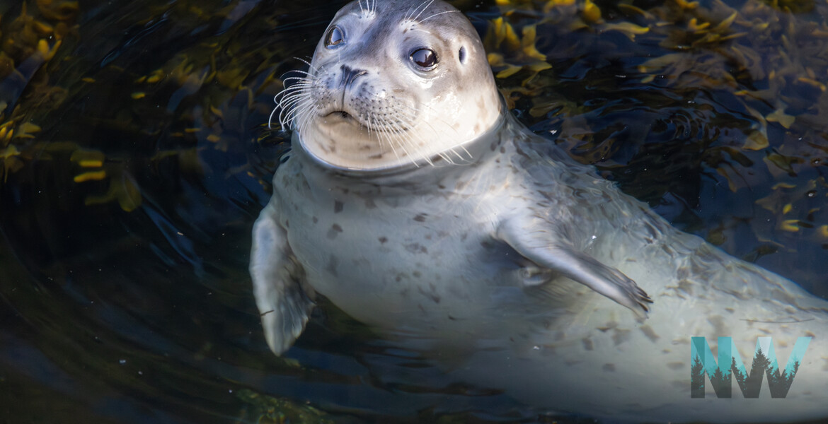 Harbor seal in Depoe Bay.