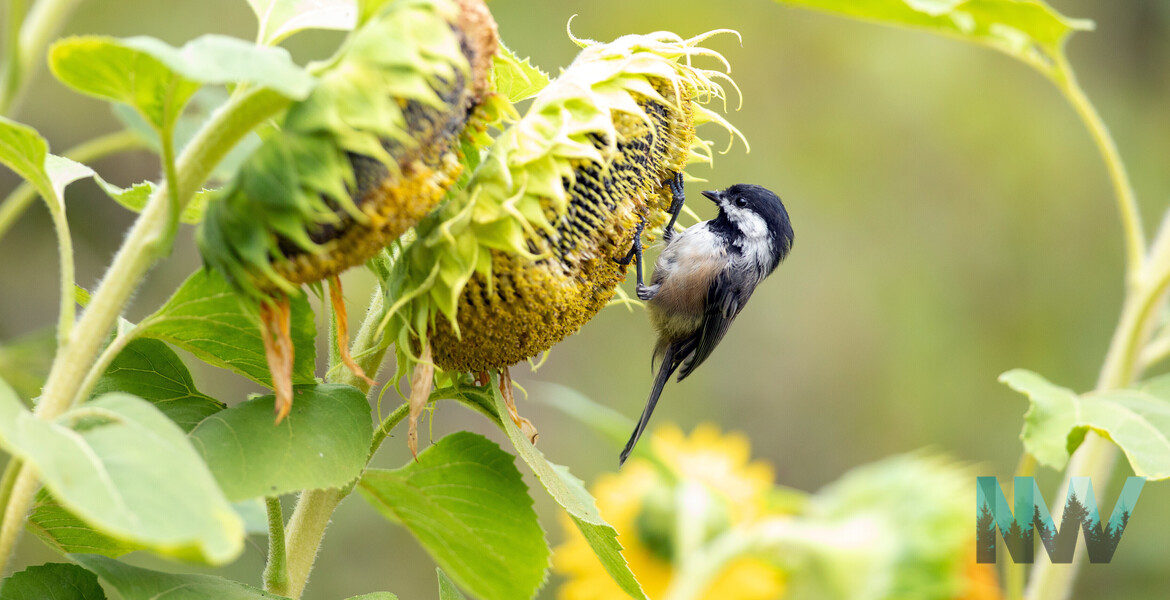 Chickadee and Sunflower