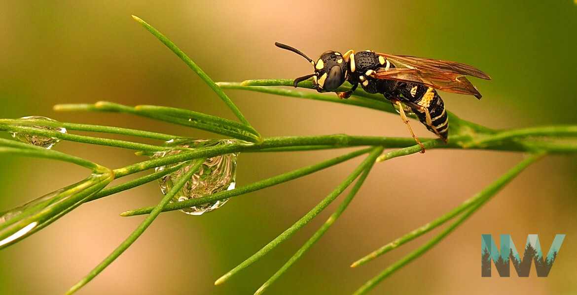 Tiny Wasp on Asparagus