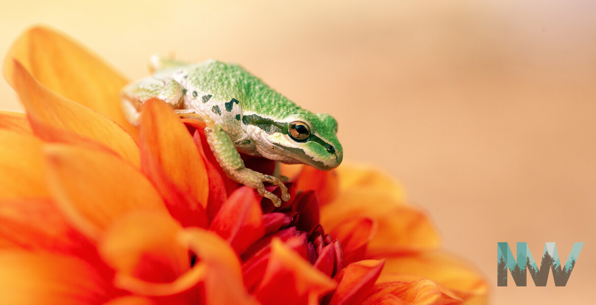 Frog on Dahlia