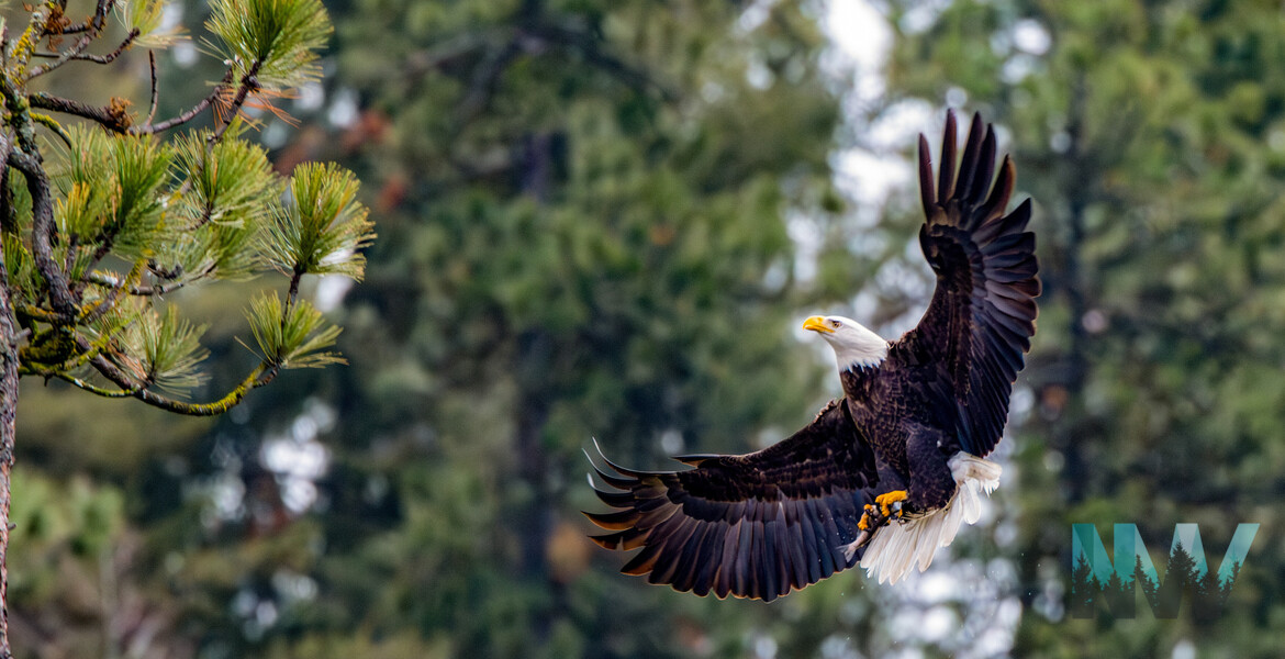 A Bald Eagle landing on a tree with a fish in its talons.