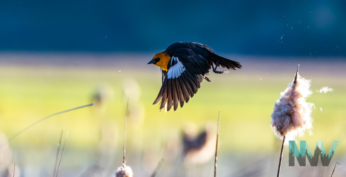 A Yellow-headed Blackbird in flight.