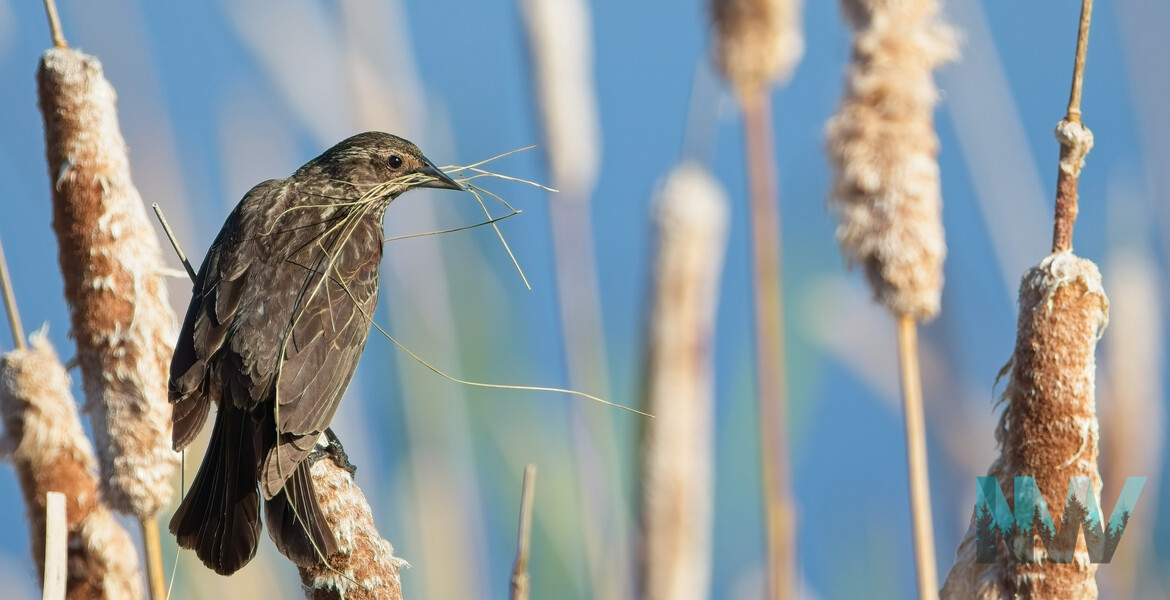 A female blackbird balances on a cattail, beak full of grass, crafting the quiet promise of home.