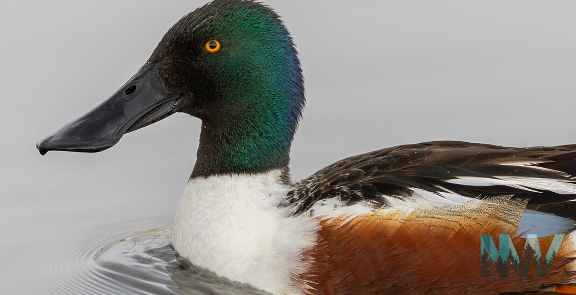 Male Northern Shoveler in all his glory!