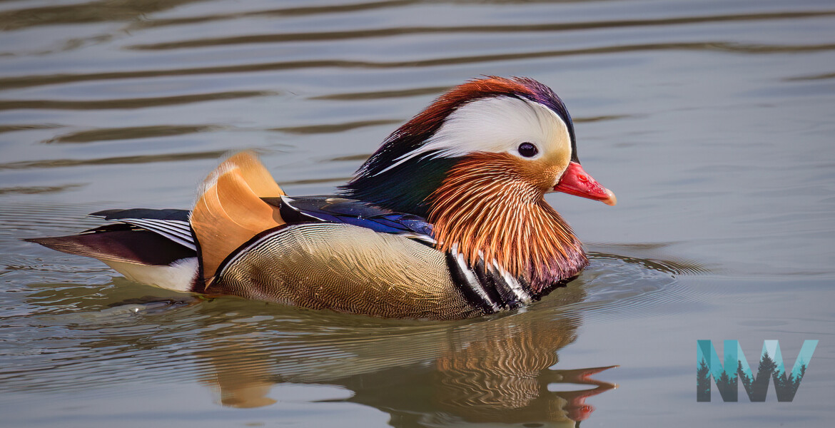 Mandarin Duck