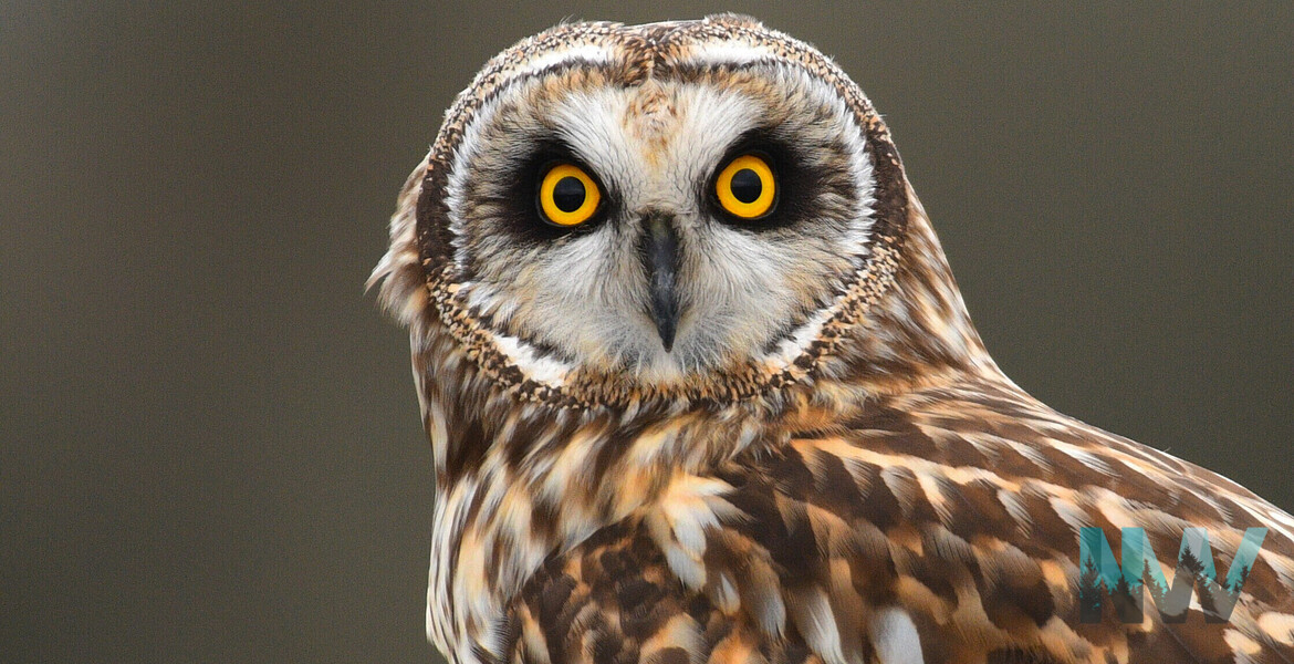 Close-up portrait of a Short-eared Owl looking directly forward