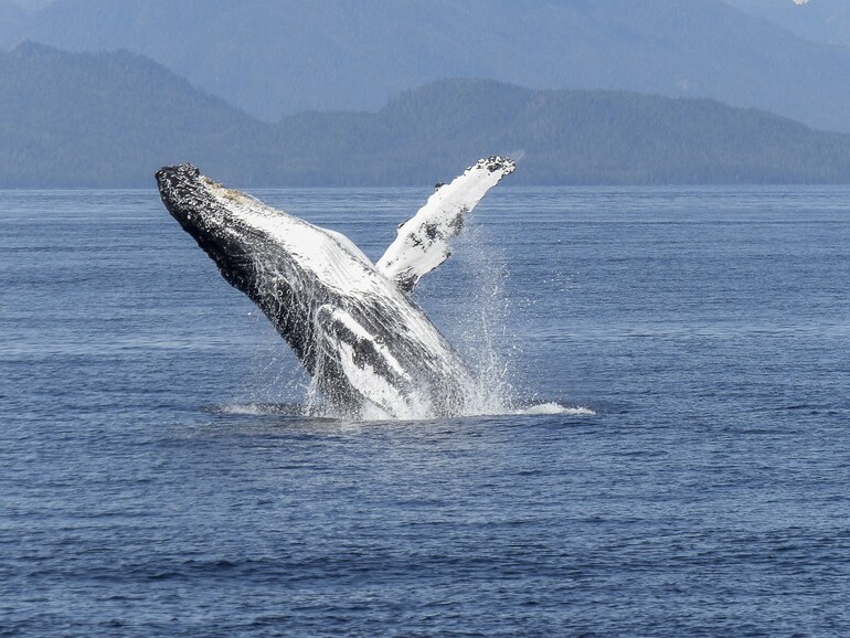 Humpback whale breaches in front of mountain coastline.