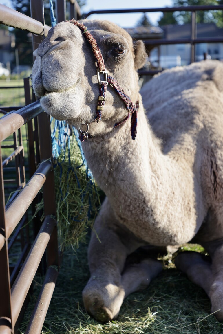 camel laying down