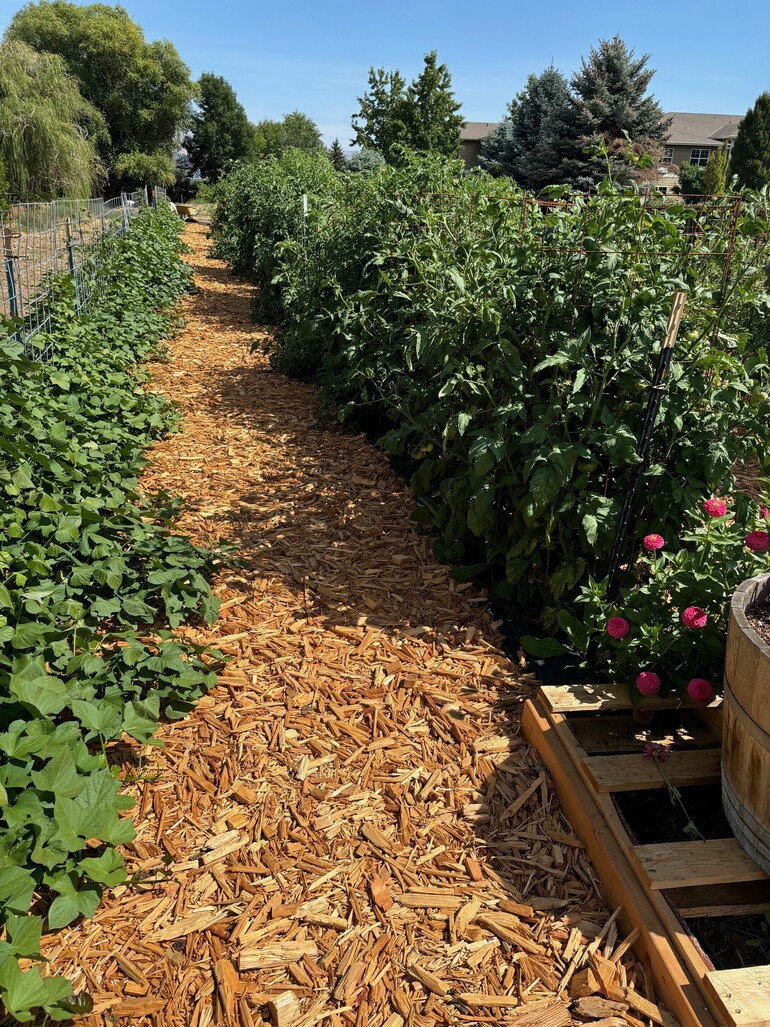 An aisle of bark chips flanked by plants in the community garden