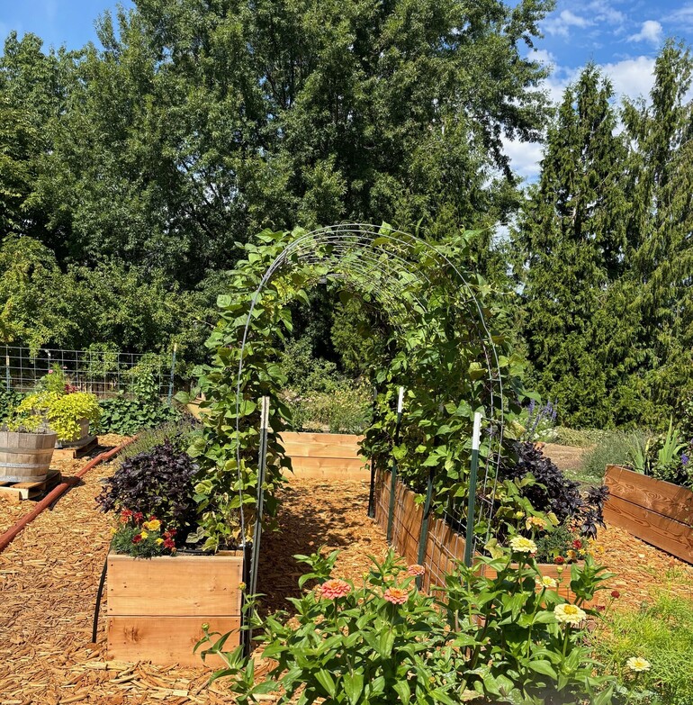 A green archway of plants in a community garden.
