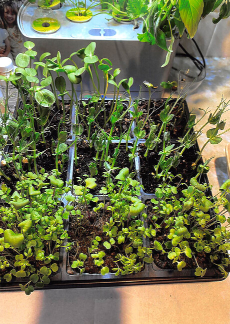 Edible Sprouts