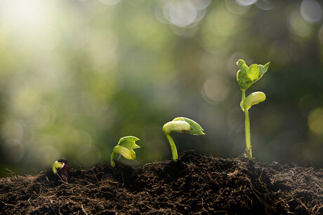 Young plant growing in the morning light and green bokeh background  , new life growth ecology concept
