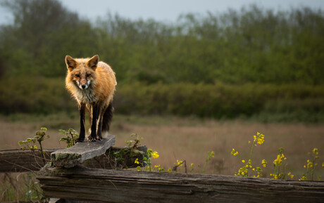 A fox on a walk