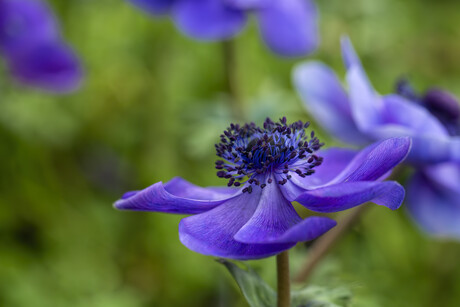 Twirl of Purple