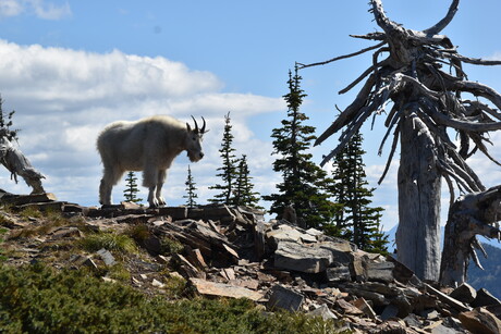 Goat and Tree