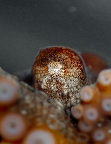 Close up of octopus eye at Walla Walla University 