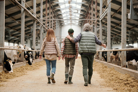 Rear view of father pointing at cows and sharing farm experience with son, whole family walking along cowshed together