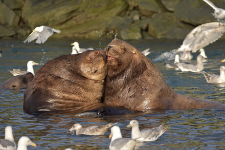 Two large brown sea lions nuzzle each other in the water, surrounded by numerous seagulls flying and swimming, with a rocky shore in the background