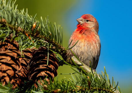 A male House Finch with bright red plumage on its head and chest is perched on a conifer branch with pinecones, against a blue sky.