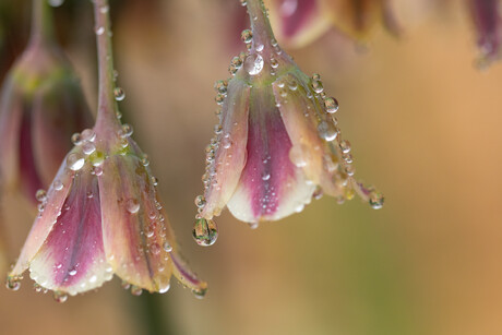 A close-up macro shot of hanging bell-shaped flowers with purple and cream striped petals