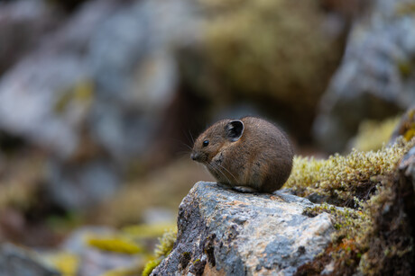 A pika standing watch