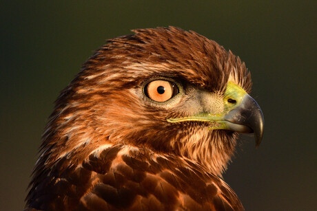 Red-tailed hawk beautifully lit by the late afternoon sunset.