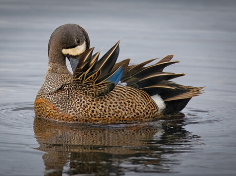 Blue-winged Teal