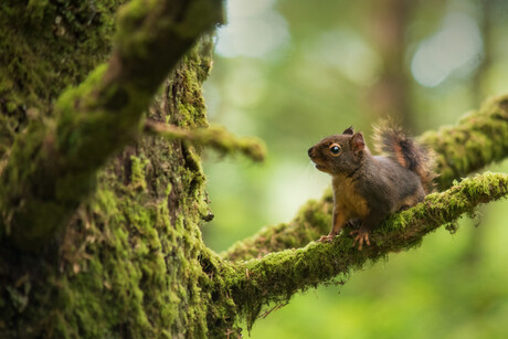 A little red squirrel on the Oregon Coast.