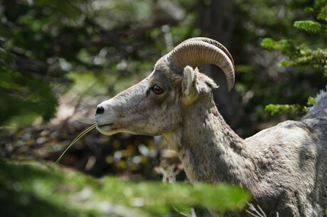 A female bighorn sheep nibbles on beargrass.
