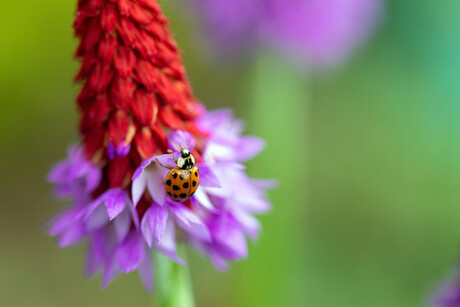 Ladybug on Orchid Primrose