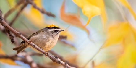 Kinglets can have some of the most stunning crowns. The matching fall leaves gave a fun richness to the shot.