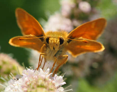 Skipper on Mint