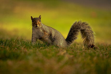 Bright-Eyed and Bushy-Tailed