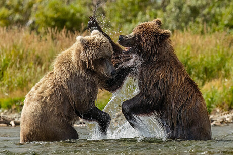 Brown Bear Siblings Playing